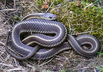 northwestern garter snake graphic